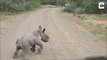 Un bébé rhinocéros adorable se prend pour un dur et charge une voiture