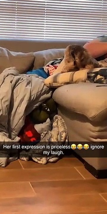 Le regard du chien quand il comprend ce qui se passe derrière lui... Trop drôle