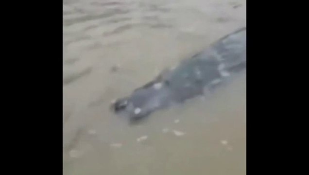Des pécheurs chinois font une découverte mystérieuse : un animal moitié crocodile, moitié dauphin