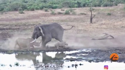Un éléphant sans pitié charge un rhinocéros et son bébé
