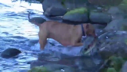 Ce chien est un bien meilleur pêcheur que son maitre...