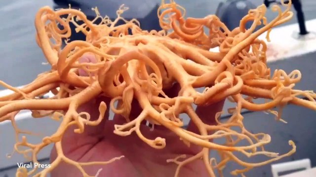 Des pecheurs découvrent une créature étrange avec des tentacules sur les côtes d'Alaska