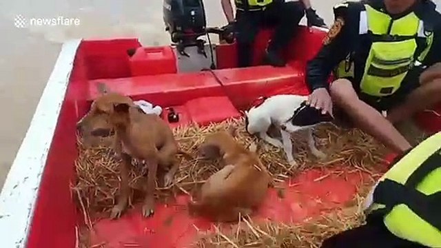 Heartwarming moment rescuers save stray dogs stranded in floods from tropical storm in Thailand