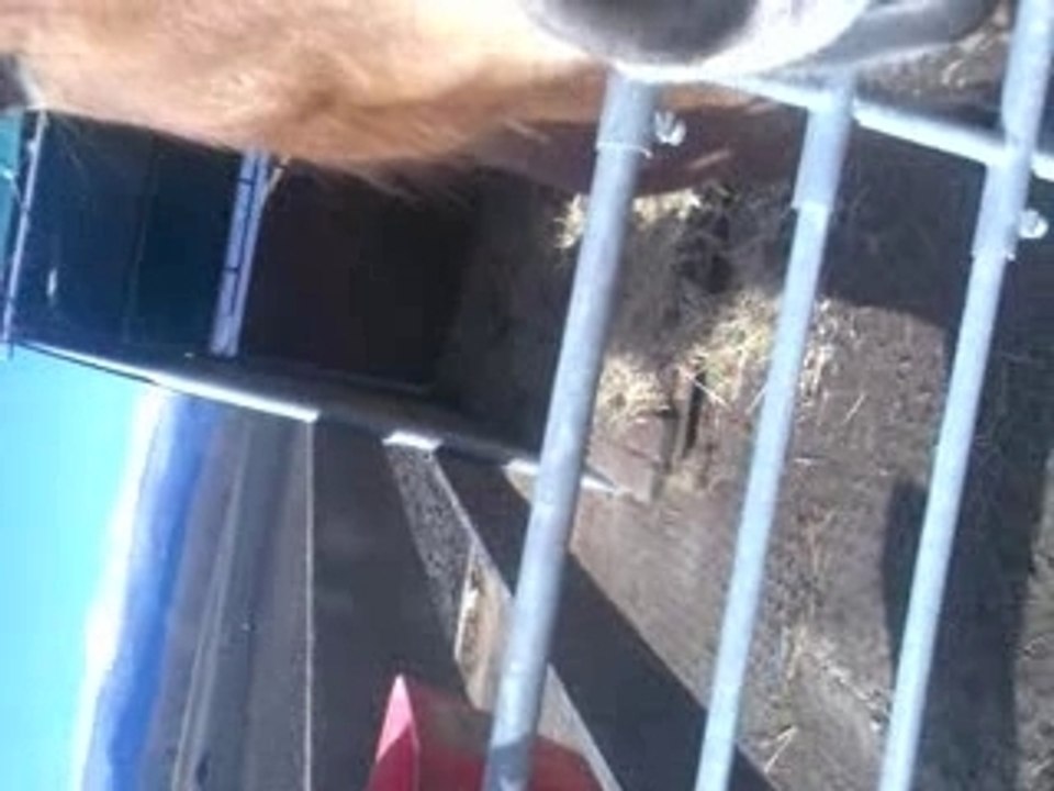 Le petiit Shanka !! (L)