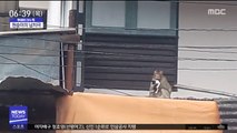 [이슈톡] '새끼 고양이' 안고 사라진 원숭이