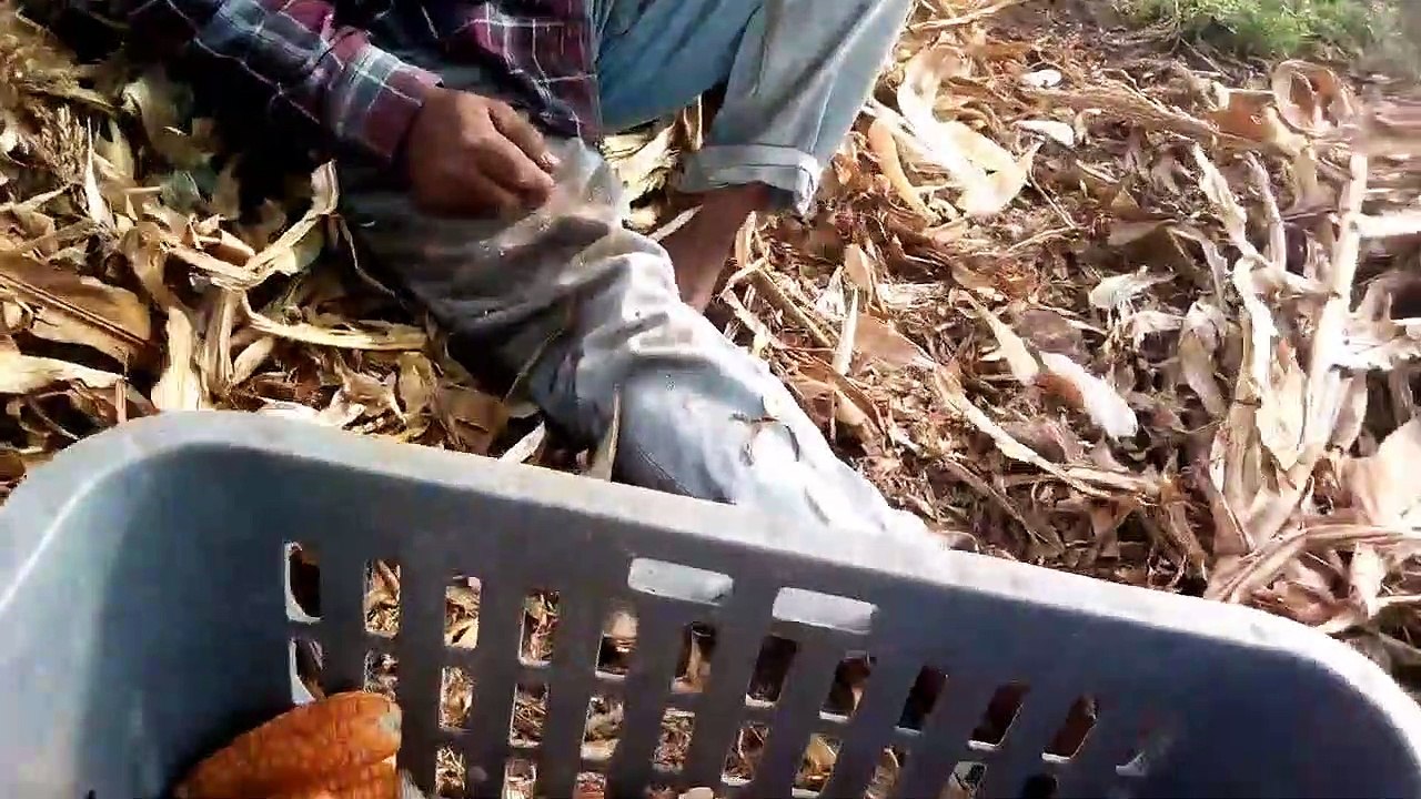 الفَرَاكْ ومن لا يعرفُهْ  ‬
