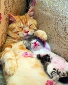 Quand maman et bébé chat dorment ensemble, voici ce que ça donne. Adorable !