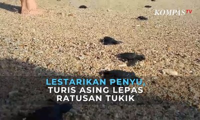 Turis Asing Lepas Ratusan Tukik Demi Lestarikan Penyu