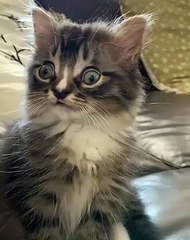 Cette chatte est tellement mignonne que vous pourrez pas arrêter de l'admirer !