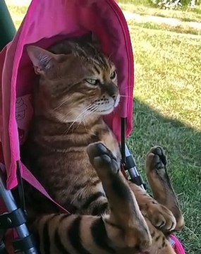 Cette chatte est trop drôle. Essayez de ne pas rigoler !