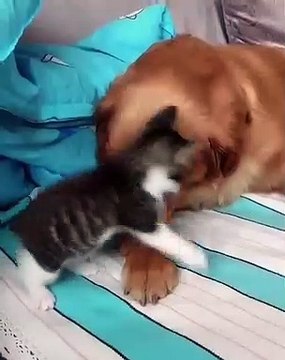 La plus belle amitié jamais vue ! Regardez cette chatte et ce chien !