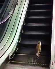 Cette chatte essaie de faire quelque chose d'IMPOSSIBLE. A pleurer de rire !