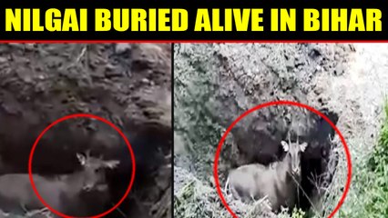 Nilgai buried alive in Bihar, video goes viral