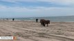 Outer Banks' Wild Horses Brilliantly Use Their Butts To Survive Storms