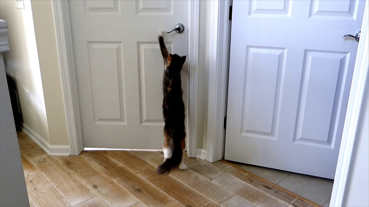 Responsible Maine Coon Mom Cat Opens the Door to Bring her Missed Baby Back to the Nest