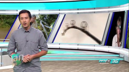 พิไรบ้าปีศาจยักษ์อเมซอน - โลกสารคดี (3/3)