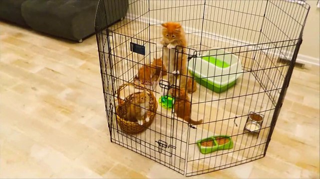 First Time Escape Of A Six Weeks Old Maine Coon Kitten Out Of Enclosure! (Котята Мейн Куны Cats)