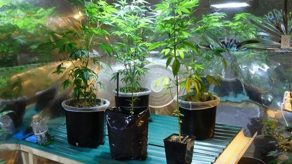Lesotho : la légalisation du cannabis ne profite pas encore aux acteurs locaux