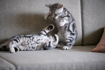 Clonage: la Chine se met aux chats, avant les pandas...