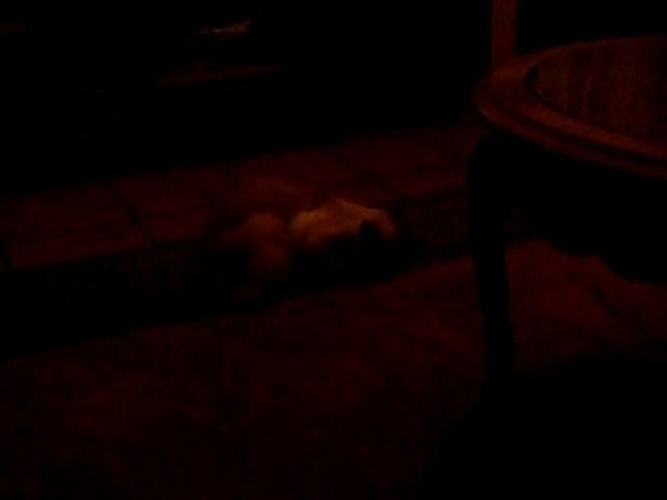 Arthur-et-le-tapis