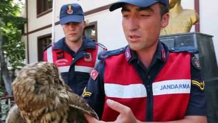 Yaralı baykuş tedaviye alındı