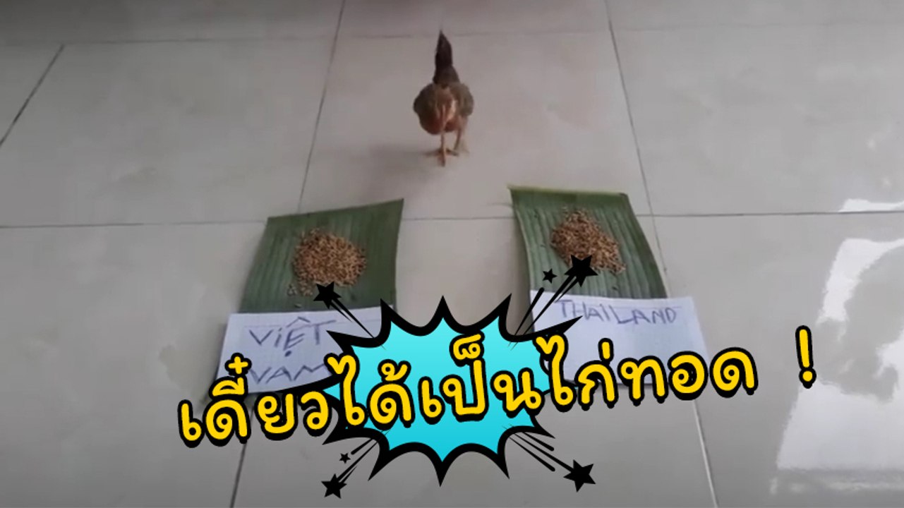 หนุ่มเวียดนามใช้ไก่ ทำนายผลบอล ไทย - เวียดนาม ผ...