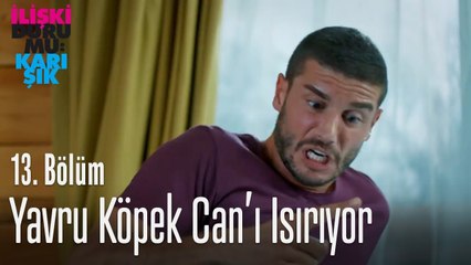 Yavru köpek Can'ı ısırıyor - İlişki Durumu Karışık 13. Bölüm