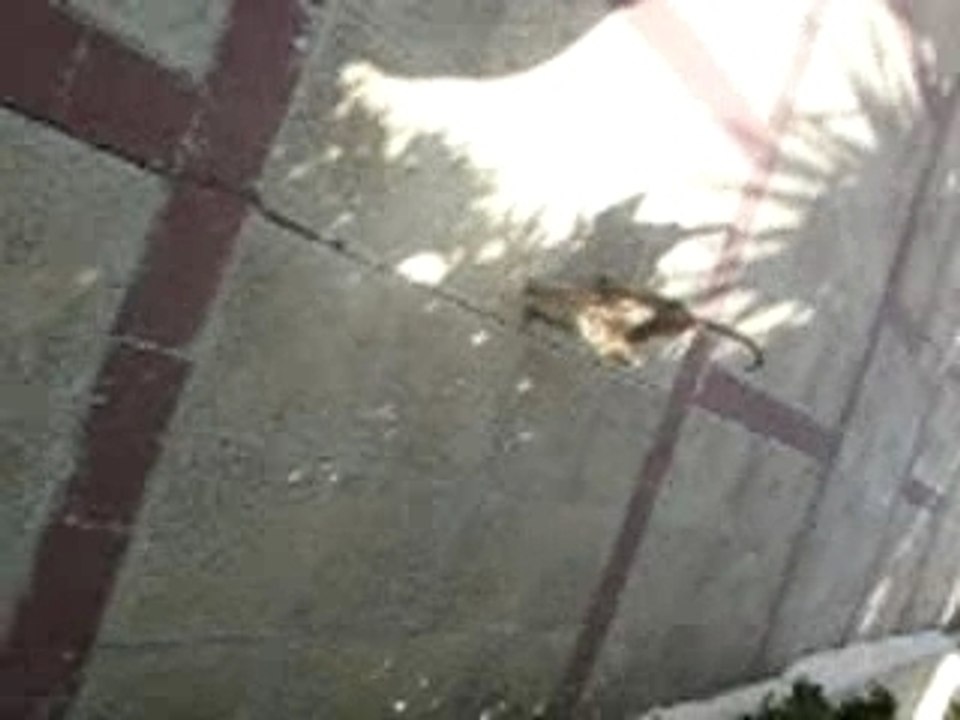 Safir is a lost kitty