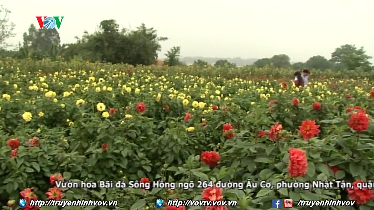 Đẹp tuyệt vườn hoa bãi đá sông Hồng