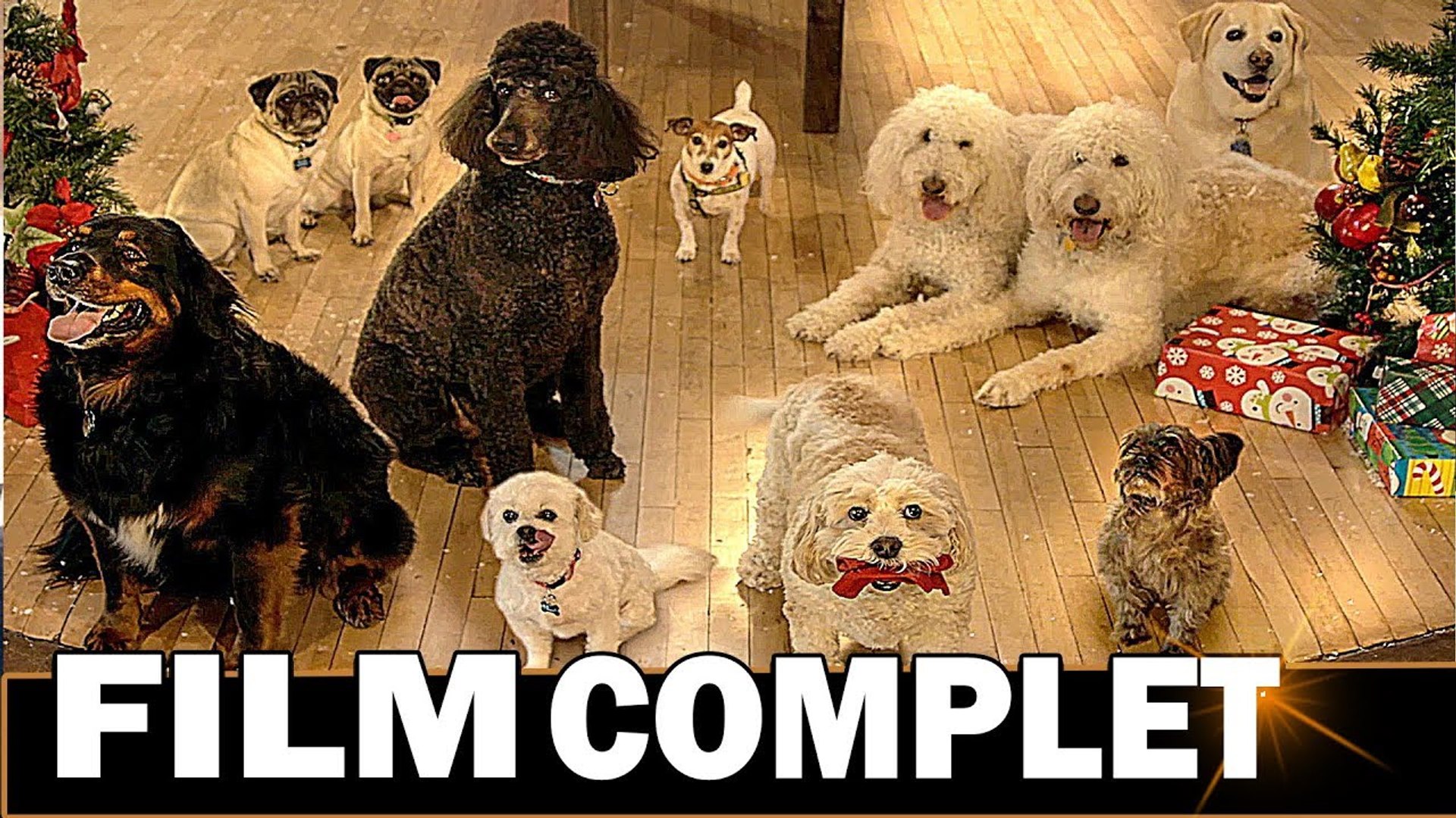 Comme Chien Et Chat 2 Film Complet En Francais