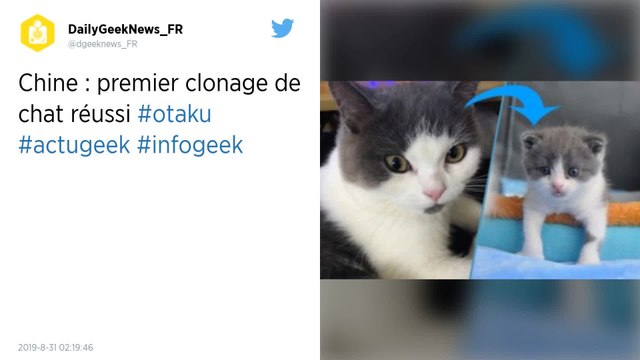 Une entreprise réussit le premier clonage de chat domestique en Chine