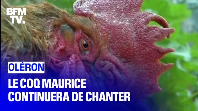 Maurice le coq a gagné son procès, il pourra continuer de chanter