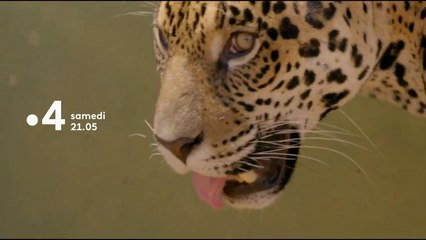 Muriel Robin et Chanee sur la terre des jaguars - Bande annonce