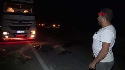 TIR sürüye çarptı; 20'den fazla koyun telef oldu