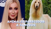 Animales parecidos a famosos