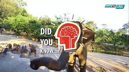 Did you Know -  Black Light คืออะไร มีจุดประสงค์ไว้ทำอะไร