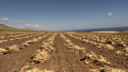 Fasulye tarlalarında 20 bin kişiye istihdam sağlanıyor