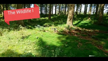 Hunting Ranch for Sale in Texas | 309 Acres | 2 Br 350 Sq.Ft.