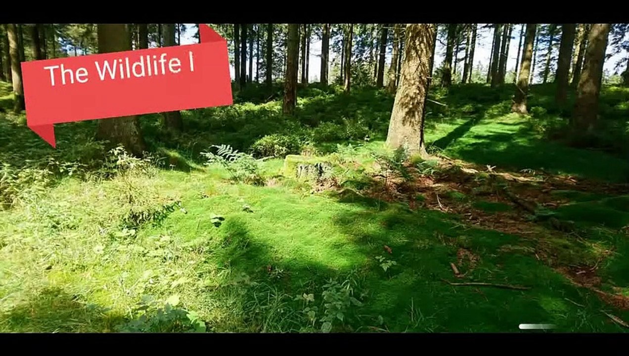 Hunting Ranch for Sale in Texas | 309 Acres | 2 Br 350 Sq.Ft.