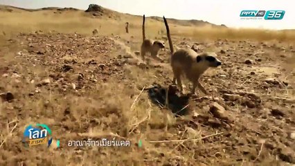 โลกสารคดี - อาณาจักรเมียร์แคต (3/4)