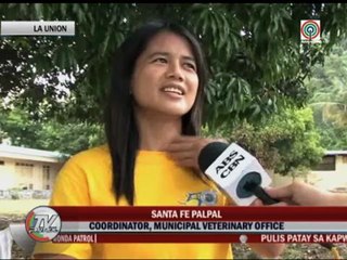 Rabid dogs bite 13 in La Union town