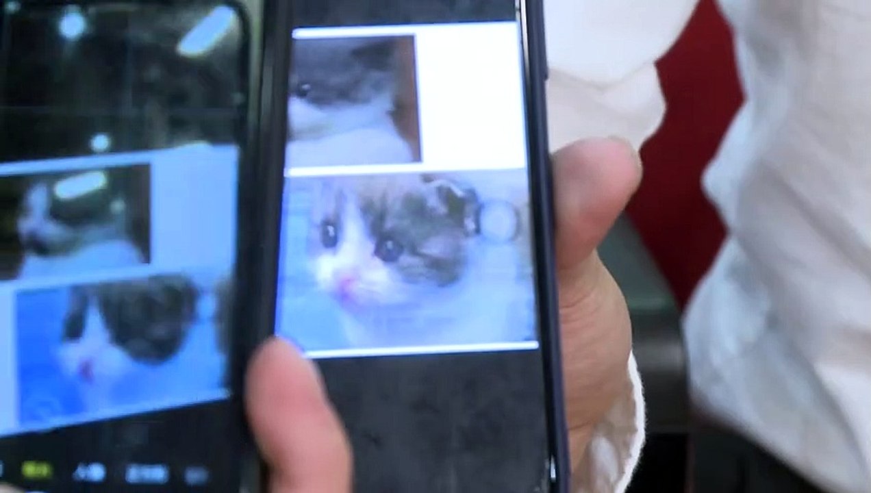 Doppelter "Garlic": Katzen-Klon in China geglückt