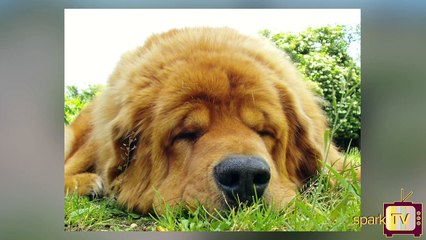 உலகின் விலையுயர்ந்த நாய் இனங்கள் எது தெரியுமா?