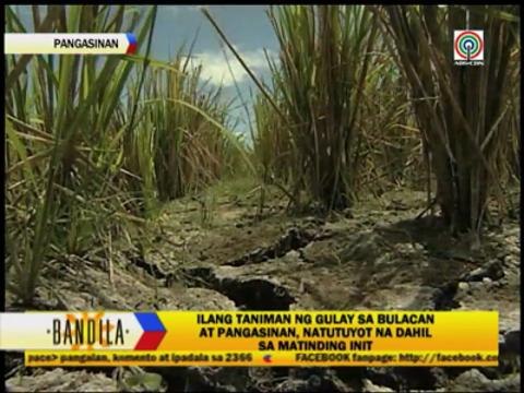 Intense heat threatens crops in Bulacan, Pangasinan