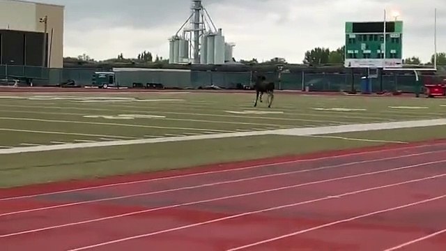 Un élan s'est introduit dans le campus universitaire et a fini sa journée sur le terrain de foot