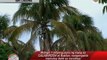 'Cocolisap' threatens 1M coconut trees
