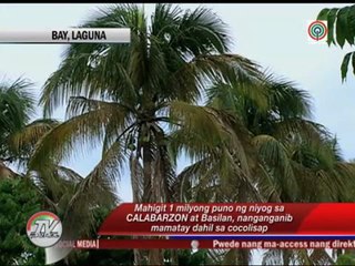 'Cocolisap' threatens 1M coconut trees