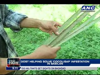 DOST helping solve 'cocolisap' infestation