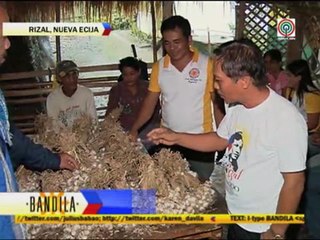 How Nueva Ecija farmers are affected by imported garlic