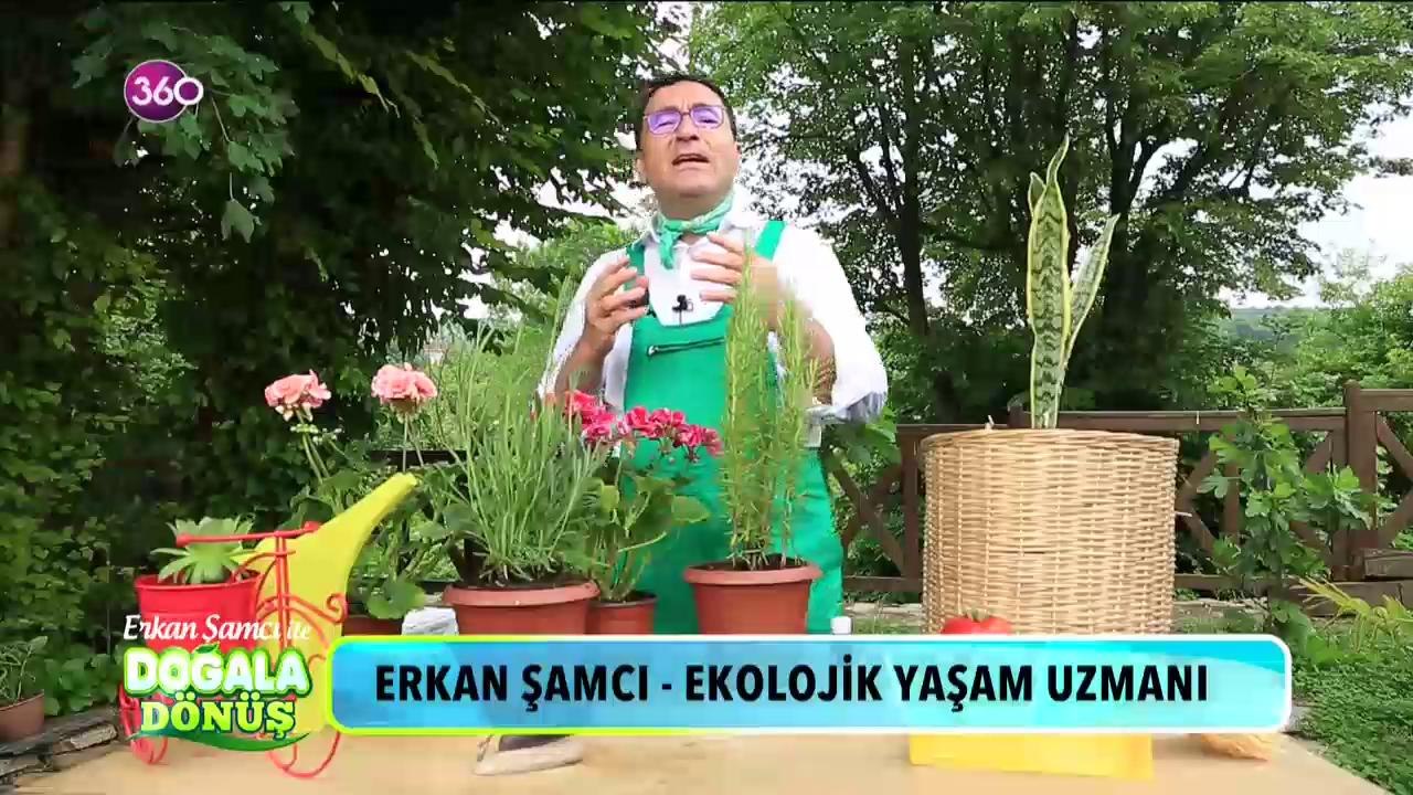 Bitkilerin şifalı etkileri nelerdir? #DoğalaDönüş